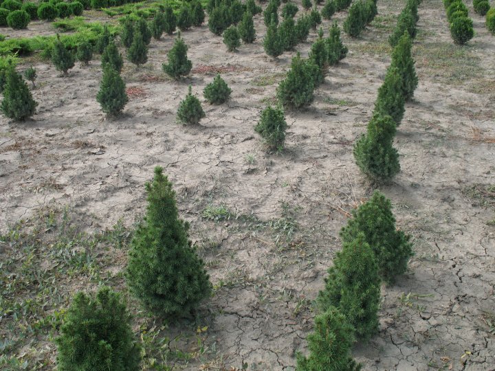 Picea Conica glauca